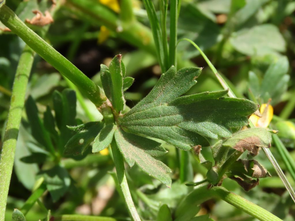 Ranunculus sardous da confermare