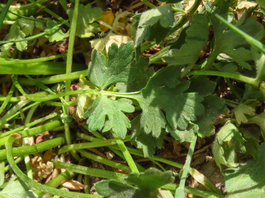 Ranunculus sardous da confermare