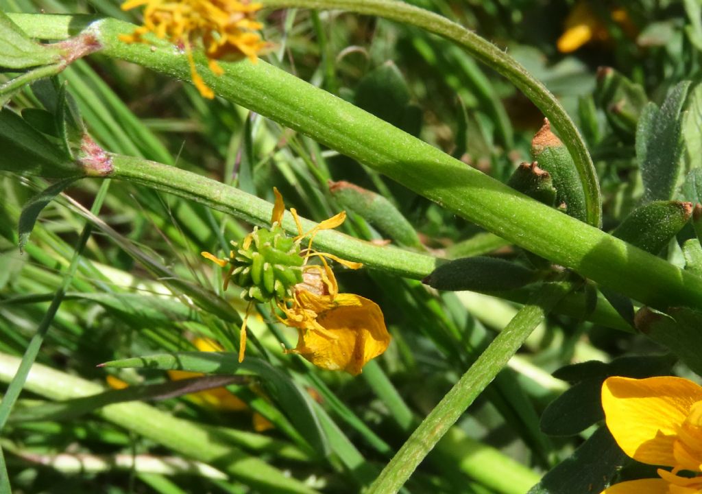 Ranunculus sardous da confermare