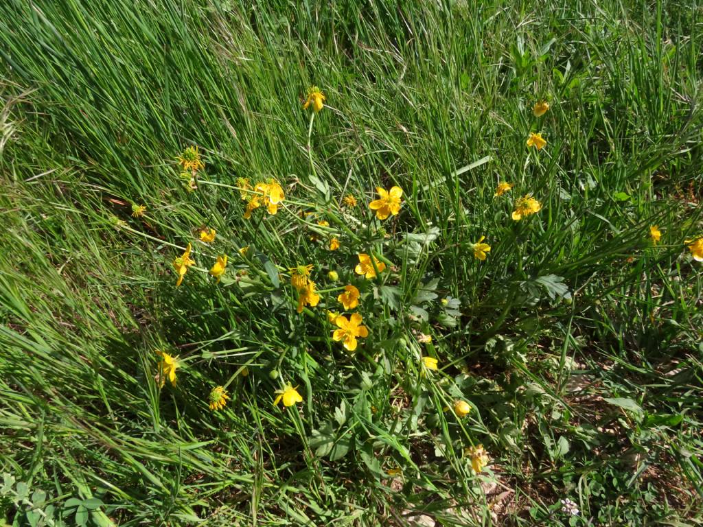 Ranunculus sardous da confermare