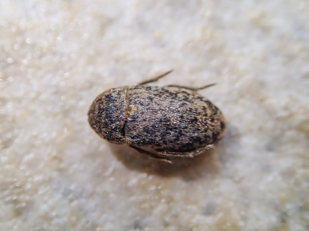 Dermestes da identificare:  Dermestes mustelinus