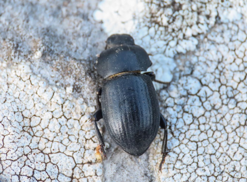 Tenebrionidae: Phylan abbreviatus italicus