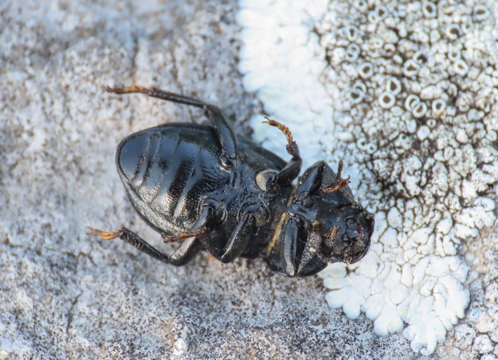 Tenebrionidae: Phylan abbreviatus italicus