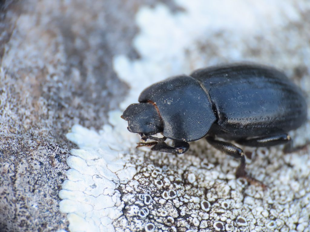 Tenebrionidae: Phylan abbreviatus italicus