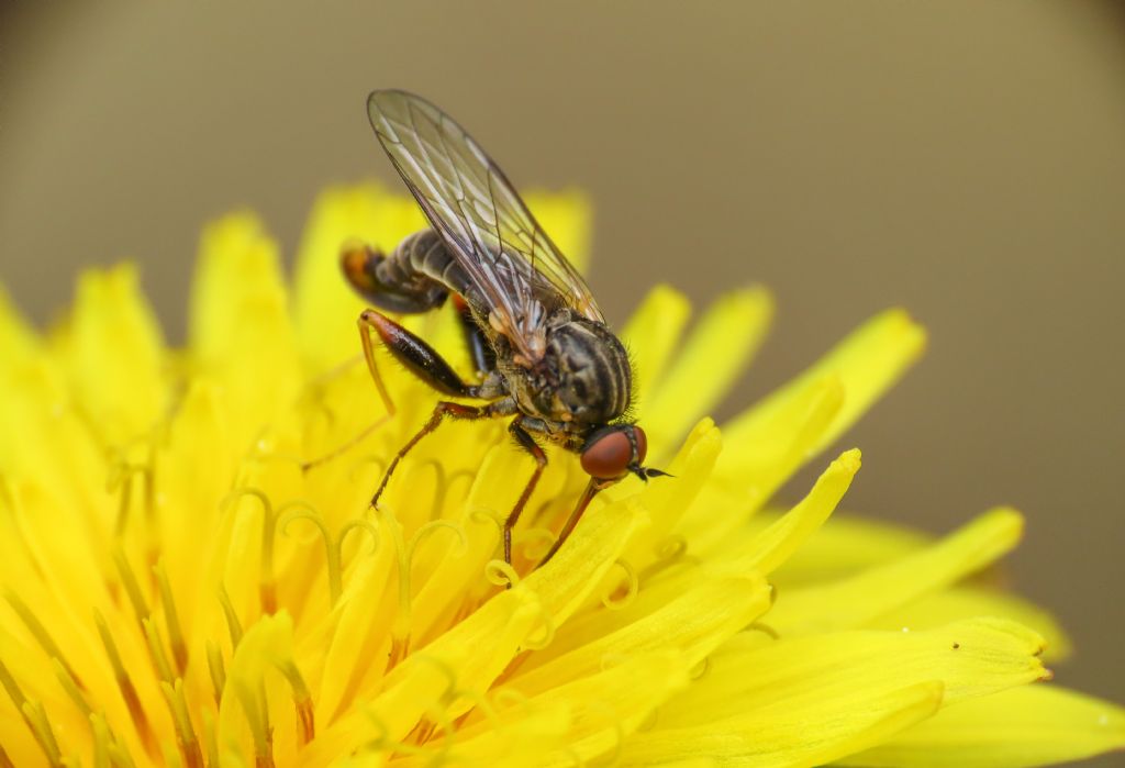 Empididae? S, Empis femorata, maschio