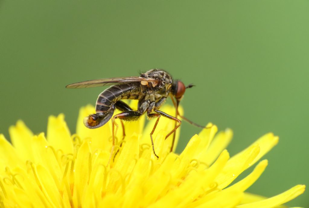 Empididae? S, Empis femorata, maschio