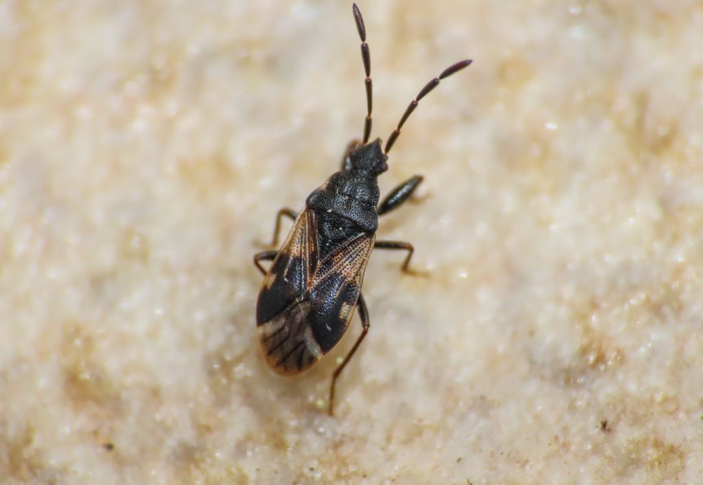 Lygaeidae: Taphropeltus contractus