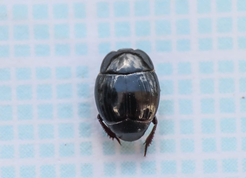 Histeridae da identificare