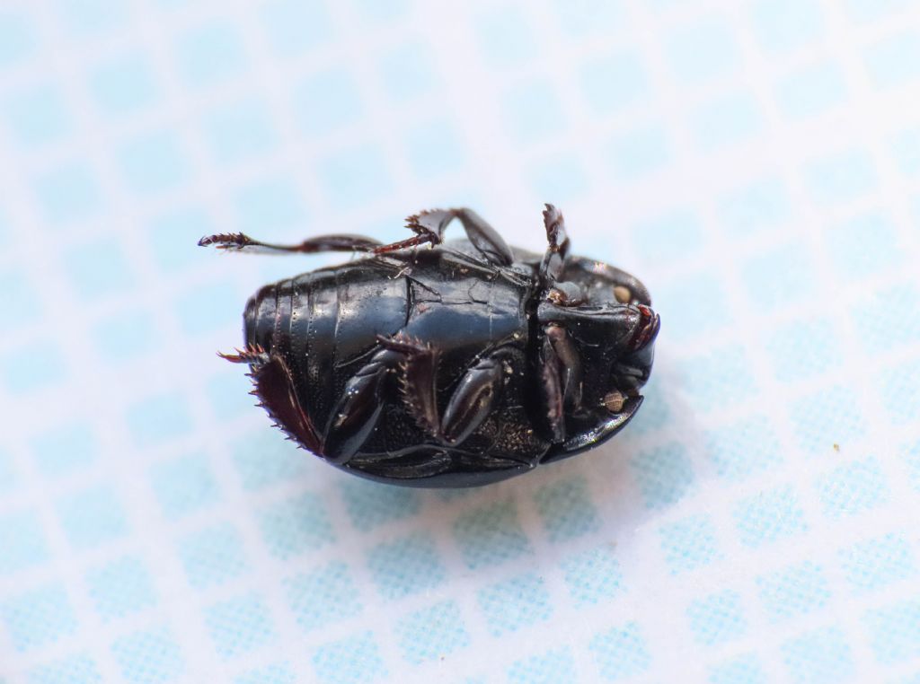 Histeridae da identificare