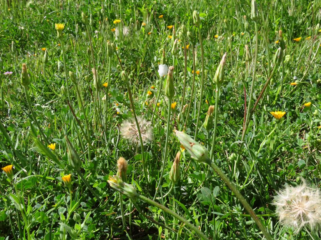 Scorzonera laciniata (=Podospermum laciniatum) / Scorzonera sbrindellata