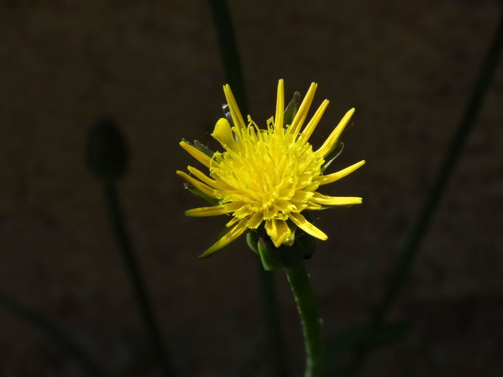 Scorzonera laciniata (=Podospermum laciniatum) / Scorzonera sbrindellata