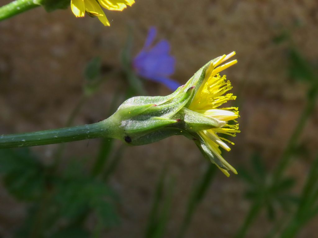 Scorzonera laciniata (=Podospermum laciniatum) / Scorzonera sbrindellata