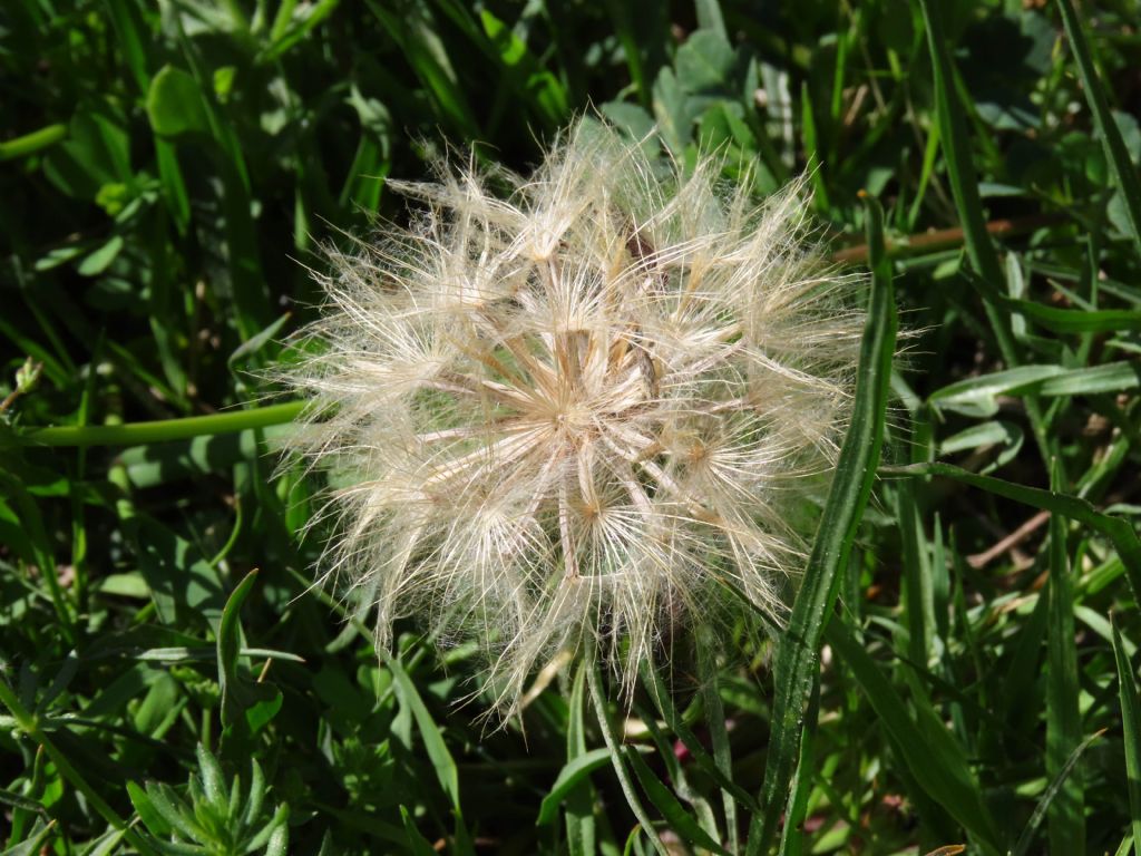 Scorzonera laciniata (=Podospermum laciniatum) / Scorzonera sbrindellata
