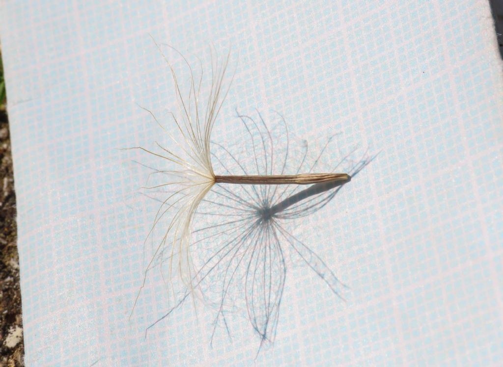 Scorzonera laciniata (=Podospermum laciniatum) / Scorzonera sbrindellata
