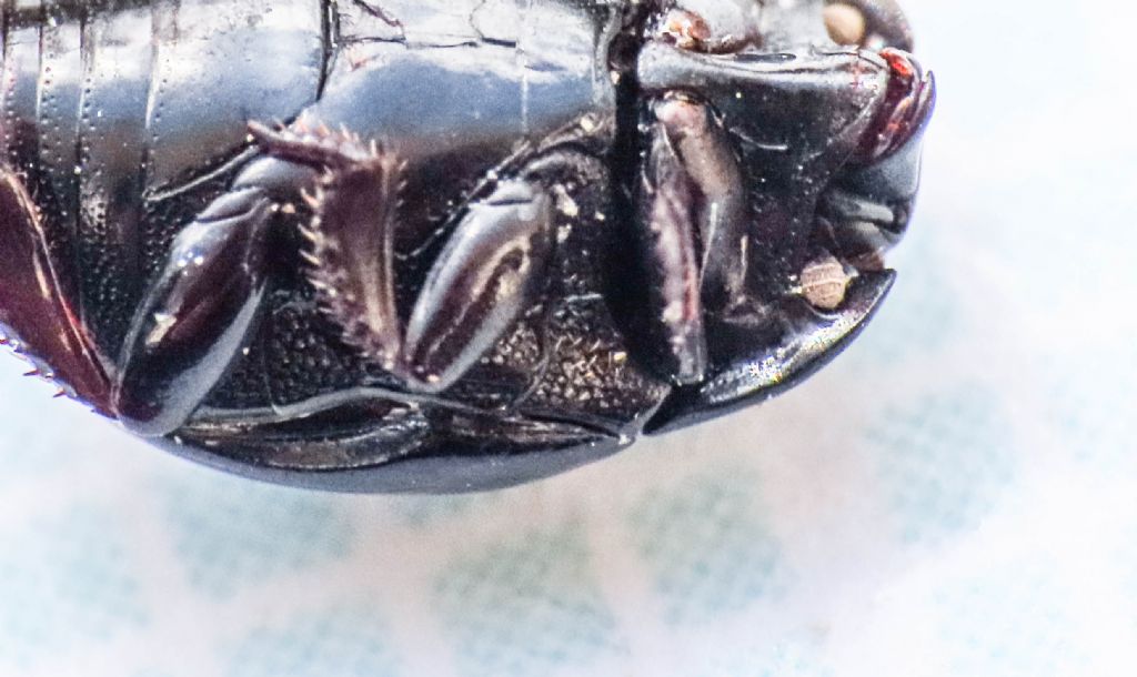 Histeridae da identificare