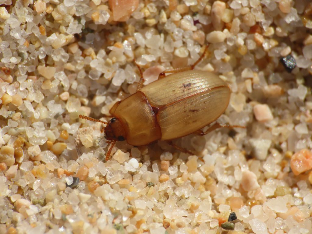 Phaleria cfr. acuminata (Tenebrionidae)