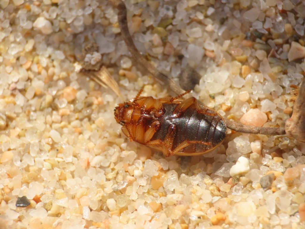 Phaleria cfr. acuminata (Tenebrionidae)