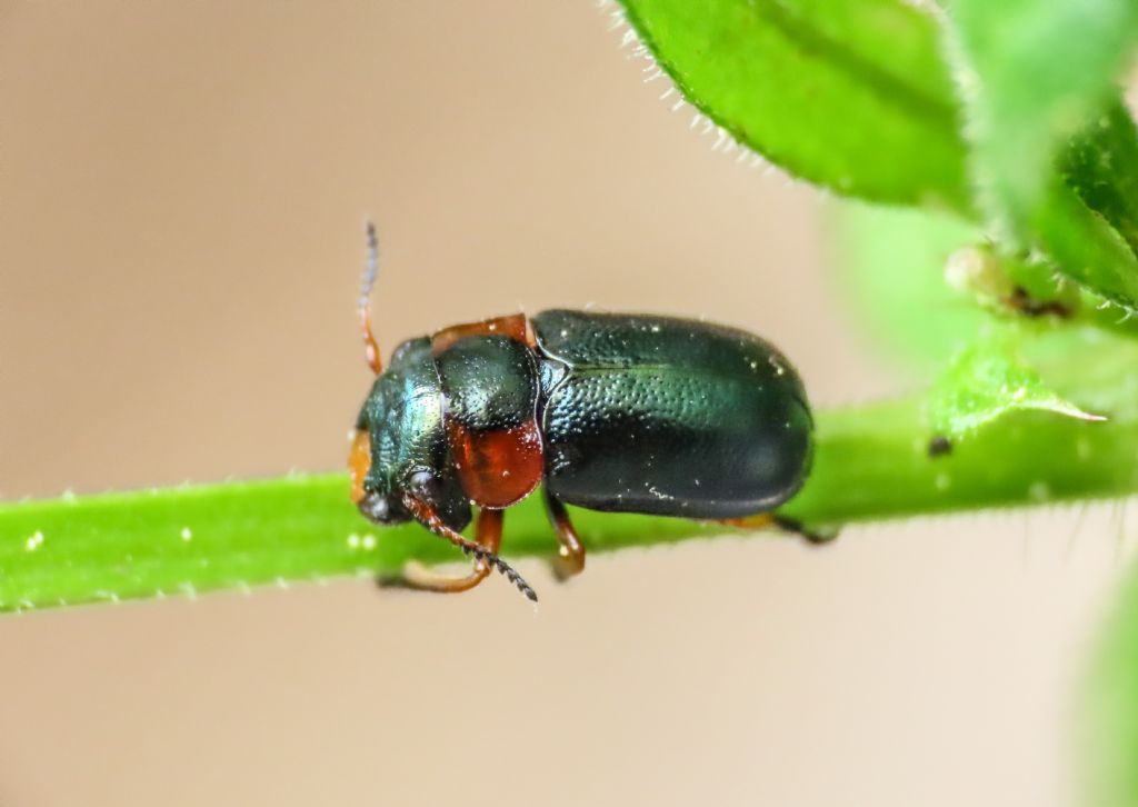 Chrysomelidae: Cheilotoma erythrostoma ssp. italica