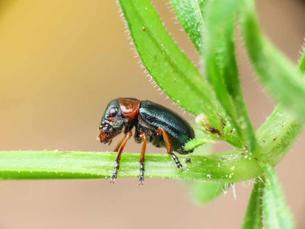 Chrysomelidae: Cheilotoma erythrostoma ssp. italica