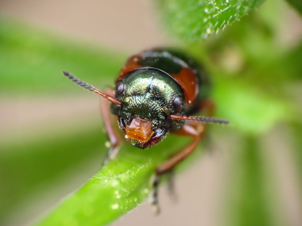 Chrysomelidae: Cheilotoma erythrostoma ssp. italica