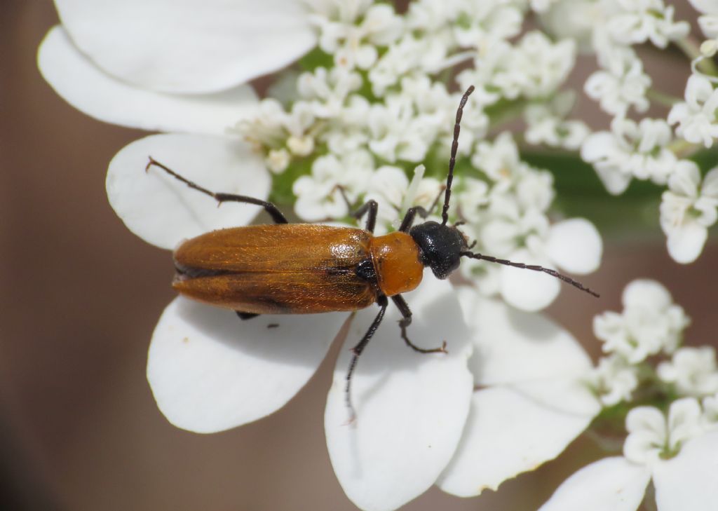 Meloidae? S, Zonitis nana