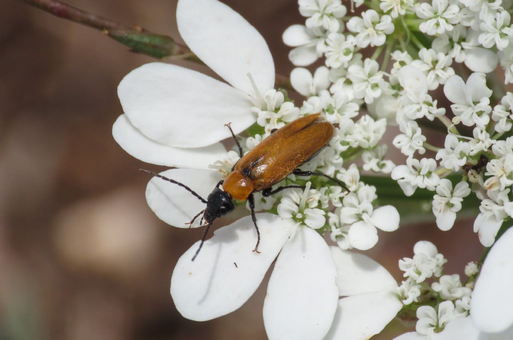 Meloidae? S, Zonitis nana