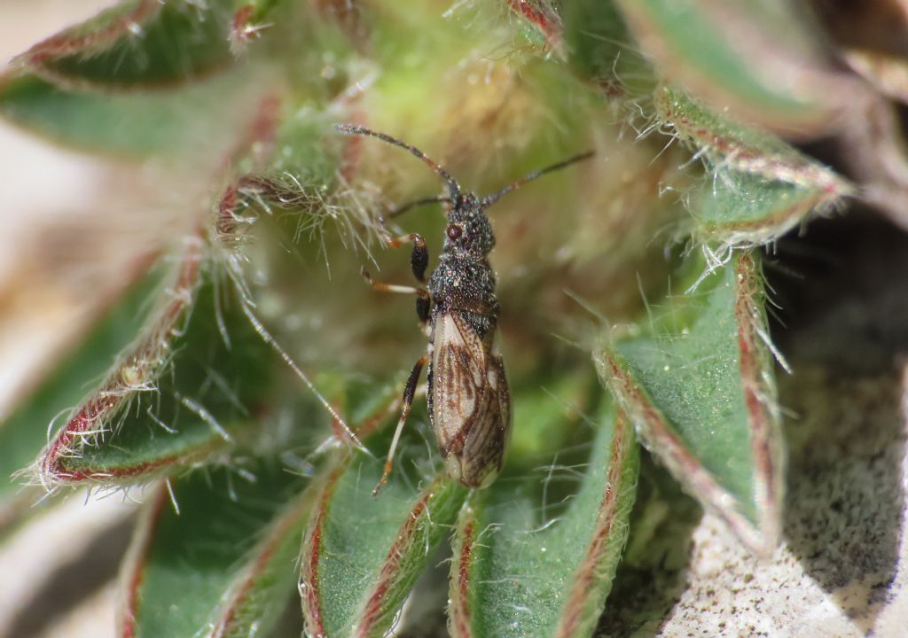 Lygaeidae: Macroplax preyssleri