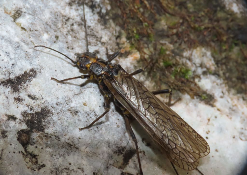 Perlodes sp. (Perlodidae)