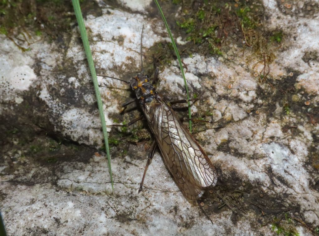 Perlodes sp. (Perlodidae)