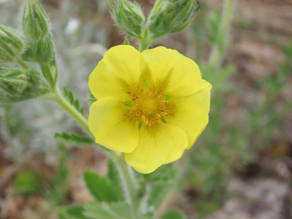 Potentilla pedata / Cinquefoglia pedata