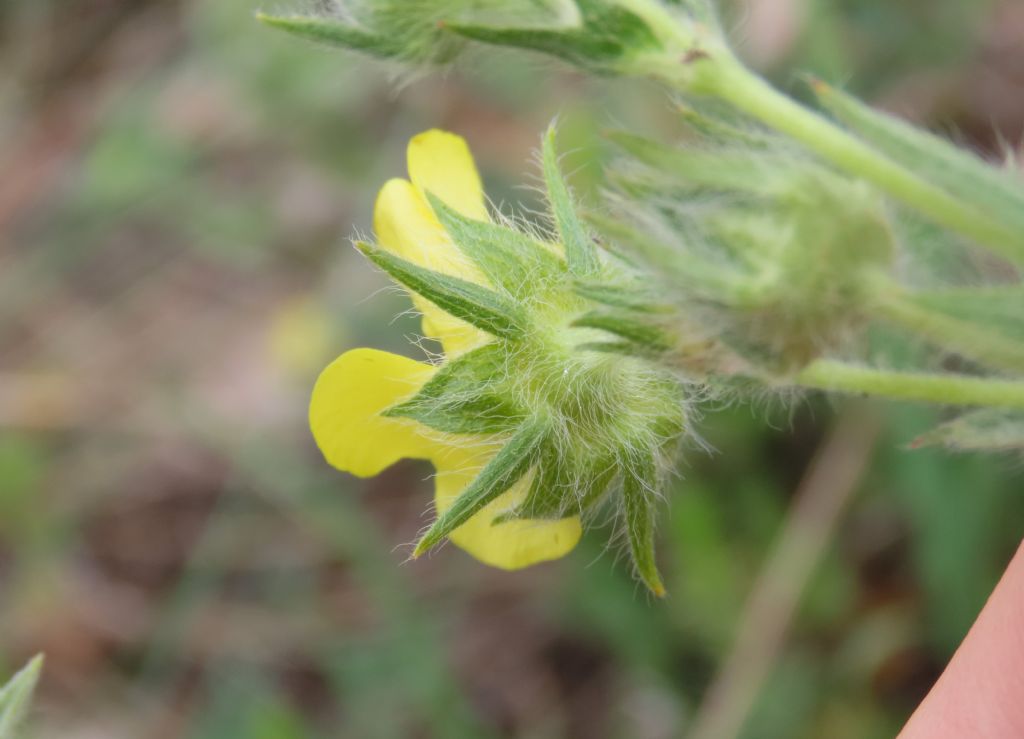 Potentilla pedata / Cinquefoglia pedata