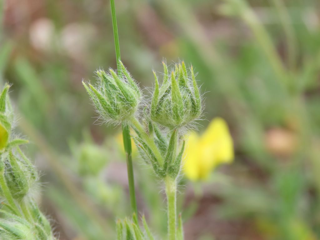 Potentilla pedata / Cinquefoglia pedata