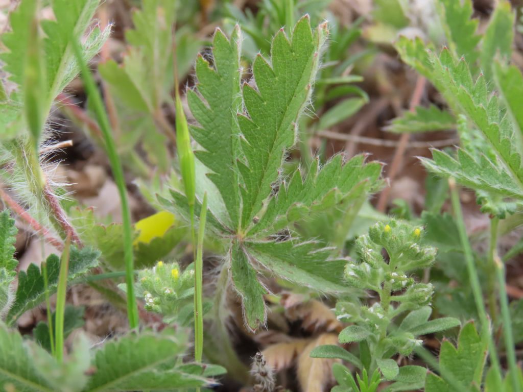 Potentilla pedata / Cinquefoglia pedata