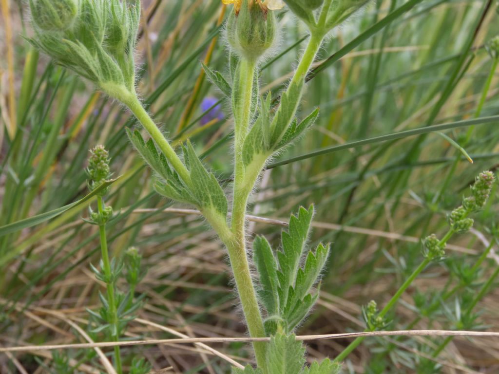 Potentilla pedata / Cinquefoglia pedata