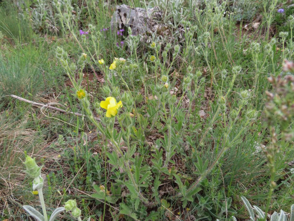 Potentilla pedata / Cinquefoglia pedata