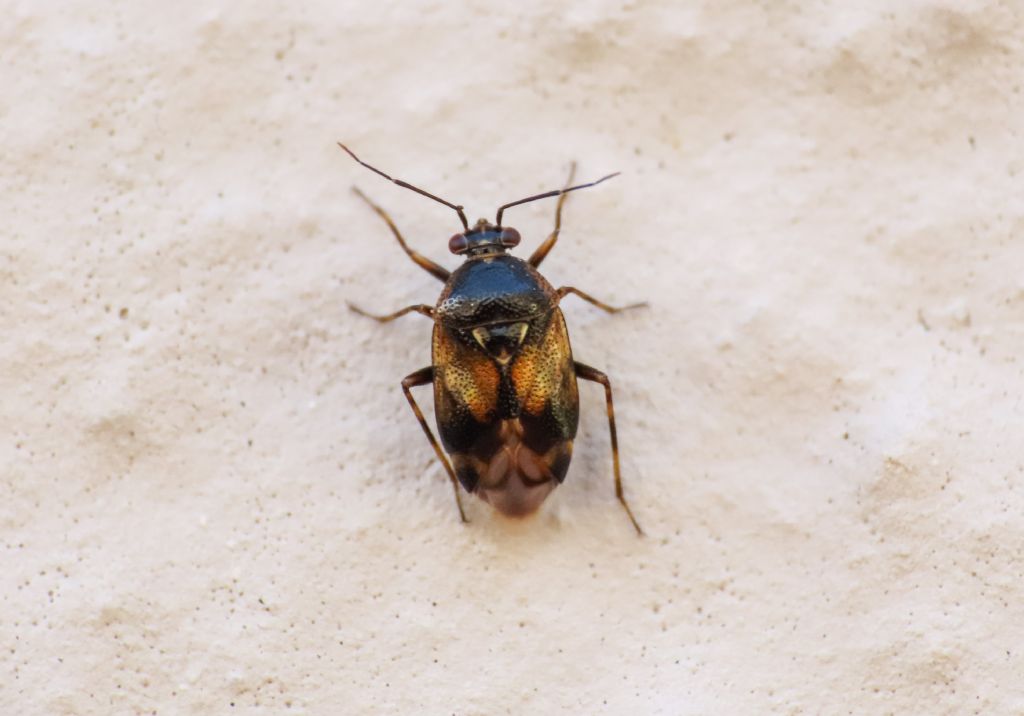 Miridae: Deraeocoris serenus