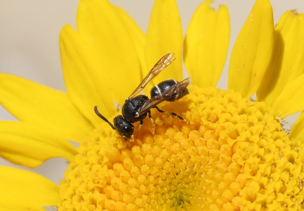 Vespidae Eumeninae sp.