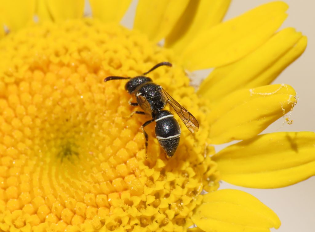 Vespidae Eumeninae sp.