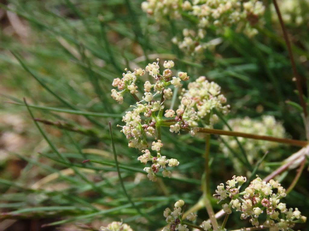 Trinia dalechampii / Sassifragia di Dalechamp