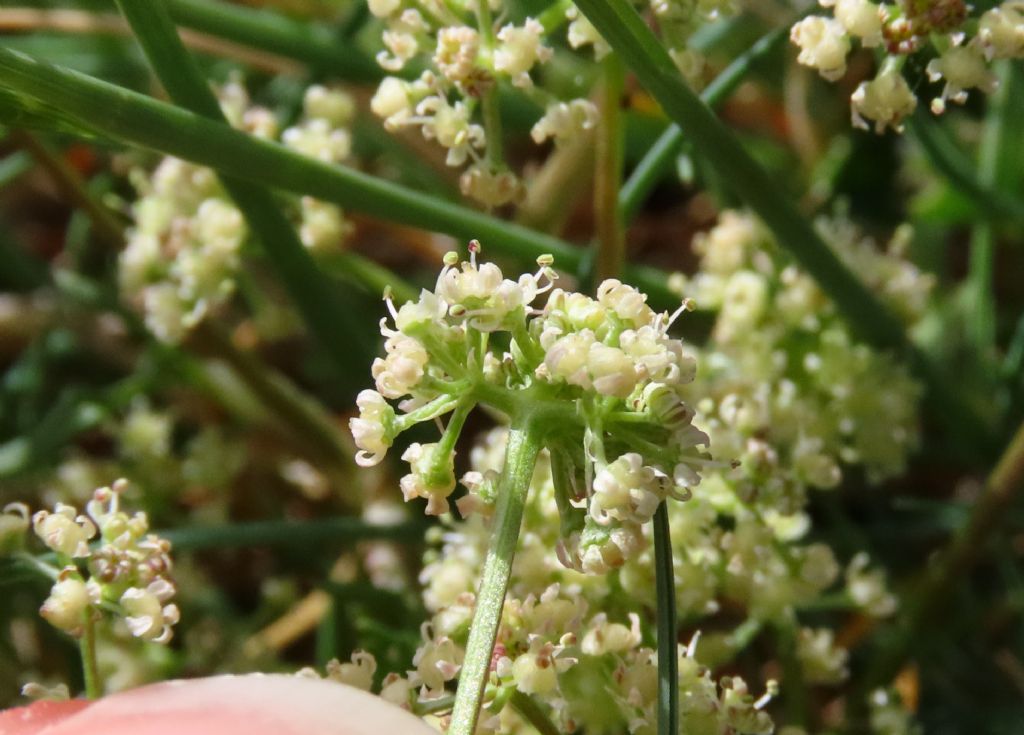 Trinia dalechampii / Sassifragia di Dalechamp