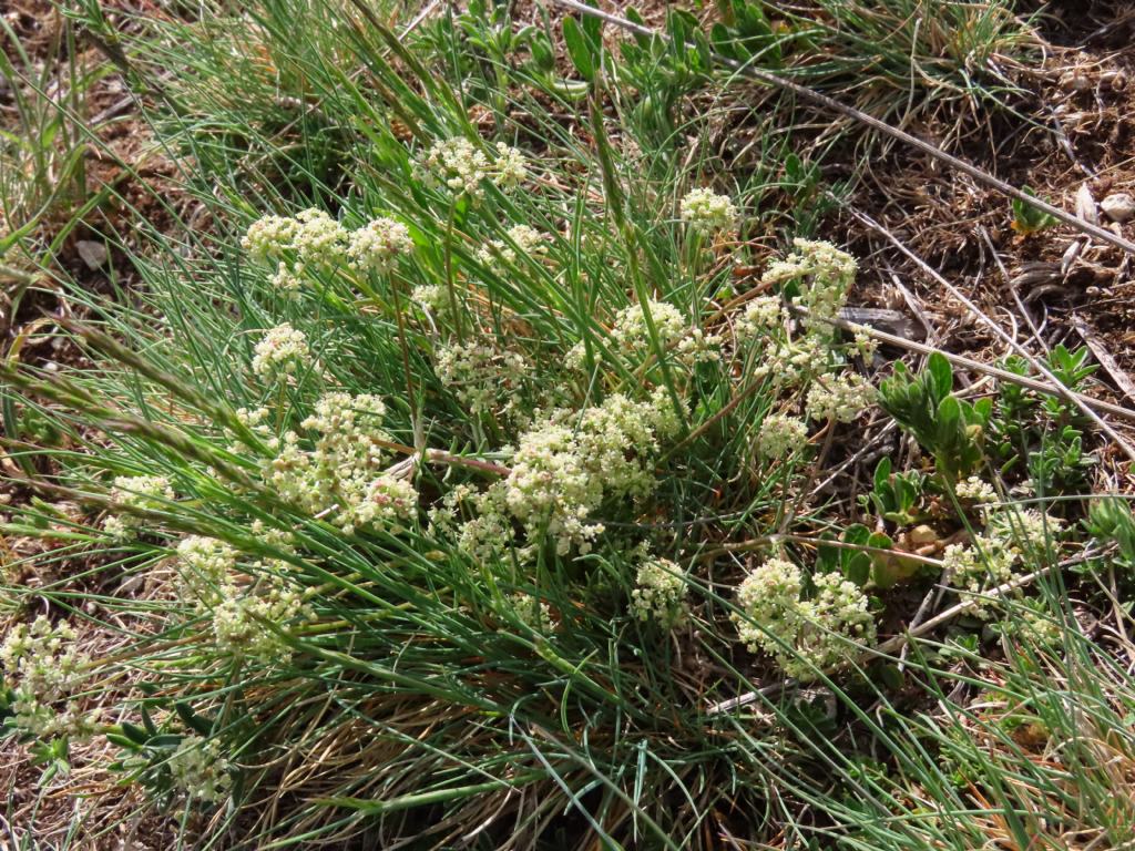 Trinia dalechampii / Sassifragia di Dalechamp