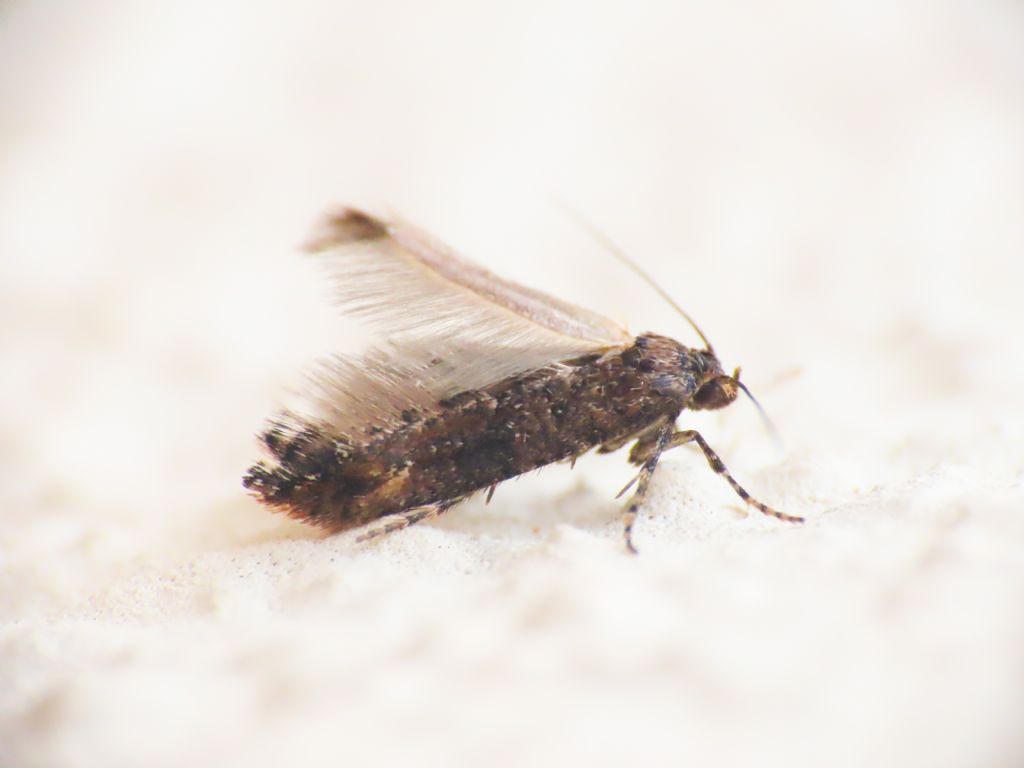 Lepidottero da identificare