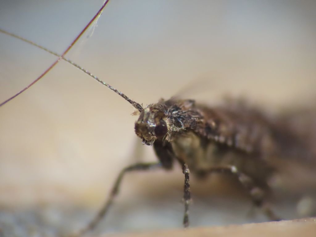 Lepidottero da identificare