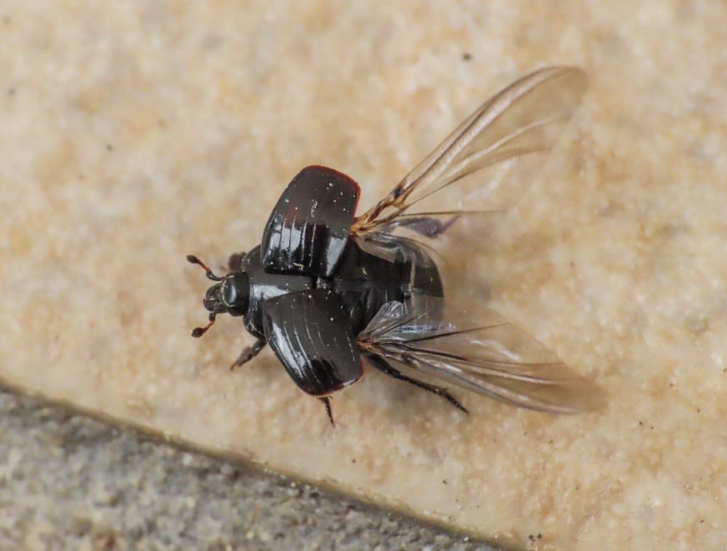 Histeridae: Margarinotus sp.