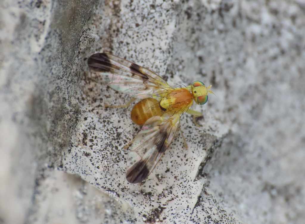 Tephritidae: Trypeta?  S, Trypeta zoe, maschio