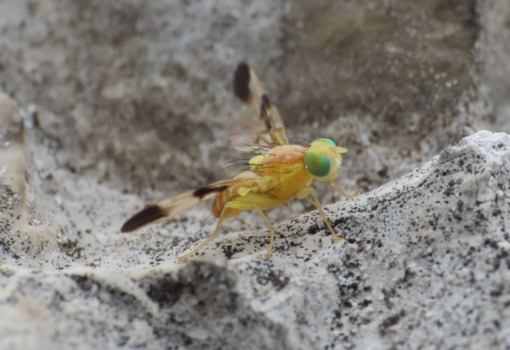 Tephritidae: Trypeta?  S, Trypeta zoe, maschio