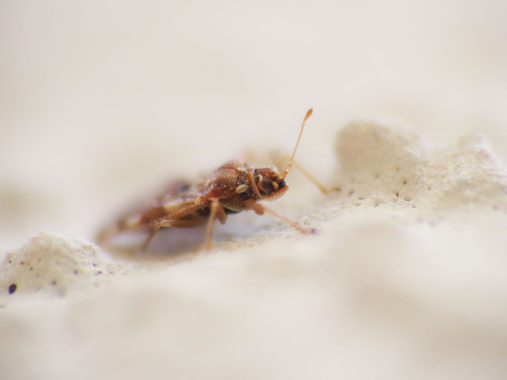 Tingidae: Monosteira cf. unicostata