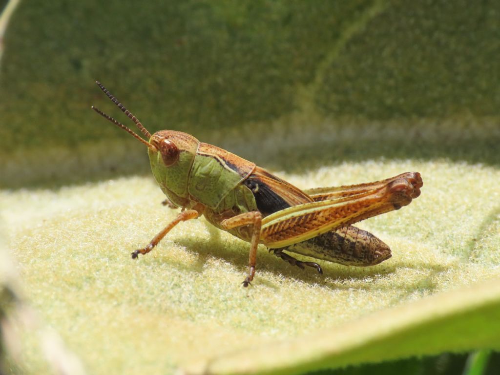 Acrididae: Stenobothrus sp., giovane