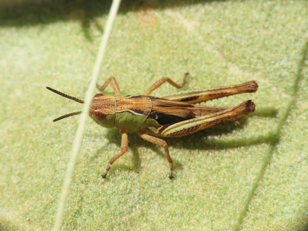 Acrididae: Stenobothrus sp., giovane