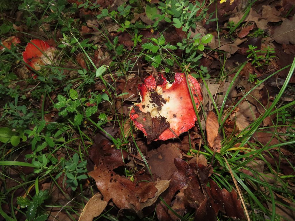 Russula? da identificare